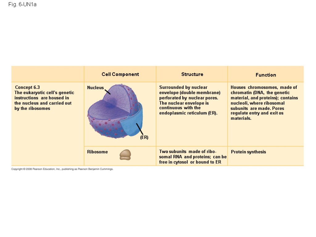 Fig. 6-UN1a Cell Component Structure Function Concept 6.3 The eukaryotic cell’s genetic instructions are